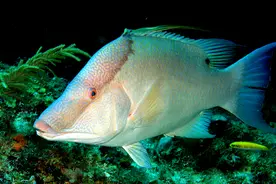 死了也要隐藏自己，这条鱼是有多不服输图片