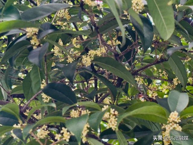 达州桂花打卡地出炉~