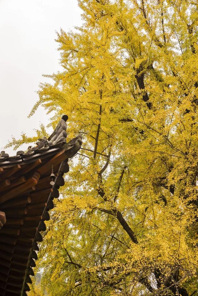 航小天带你看长安 | 霜降至，听风观金叶
