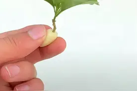 成功率最高的插仟三角梅方法，新手也可以一学就会，一插就对！图片