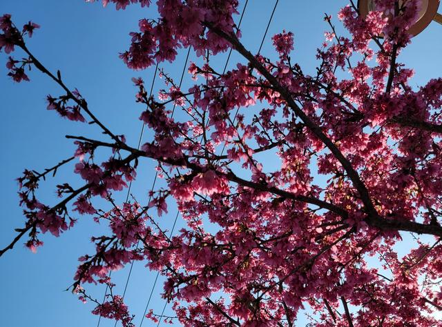 土楼拾光①:福建土楼景区——田螺坑片区（2025.2.9 漳州·南靖）