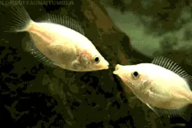 强者思维，一针见血！图片