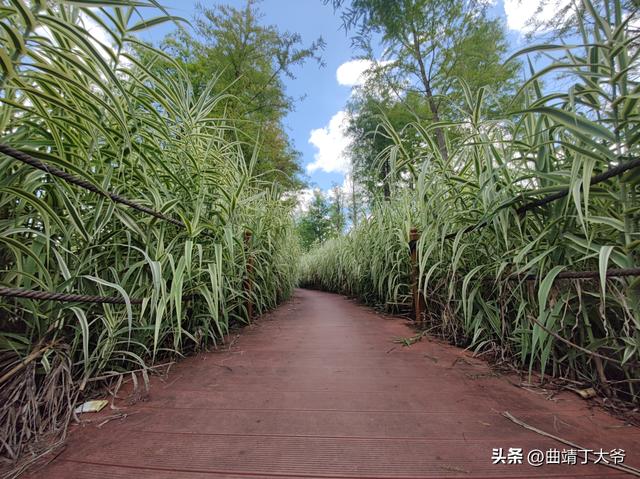 曲靖免费游玩的水乡，去了你才知道有多美