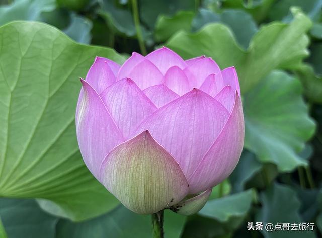 成都第二波荷花开了，环境清凉，比第一波更震撼人心，不要门票！