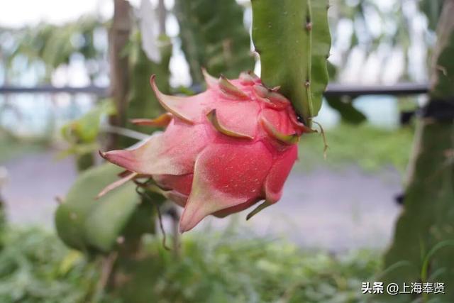 山河入秋，奉城尽染！