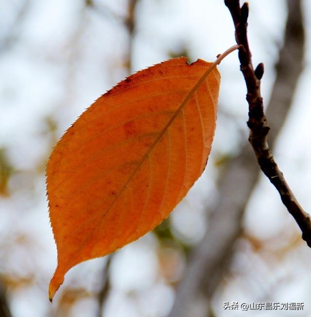 昌盛花园二期西区的冬景(下)