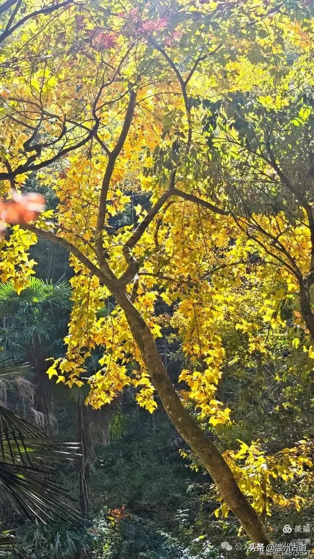 踏秋胜地，天脊龙门！浙江这个4A级景区已美成童话，等你来打卡