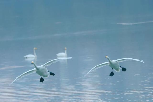 河南三门峡：天鹅湖晨曲