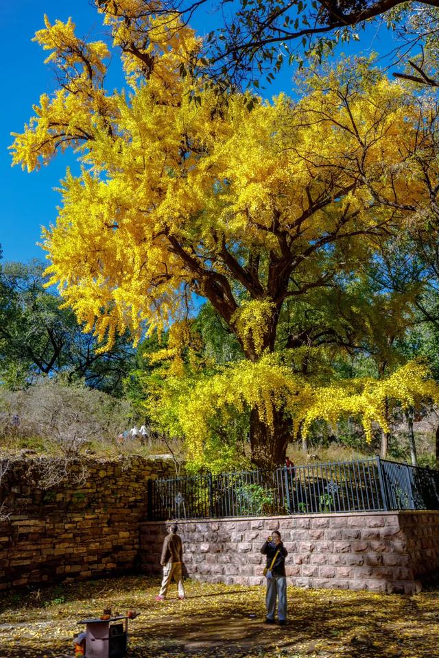济南的这些千年银杏树美得正当时,最后“黄金期”快去打卡!