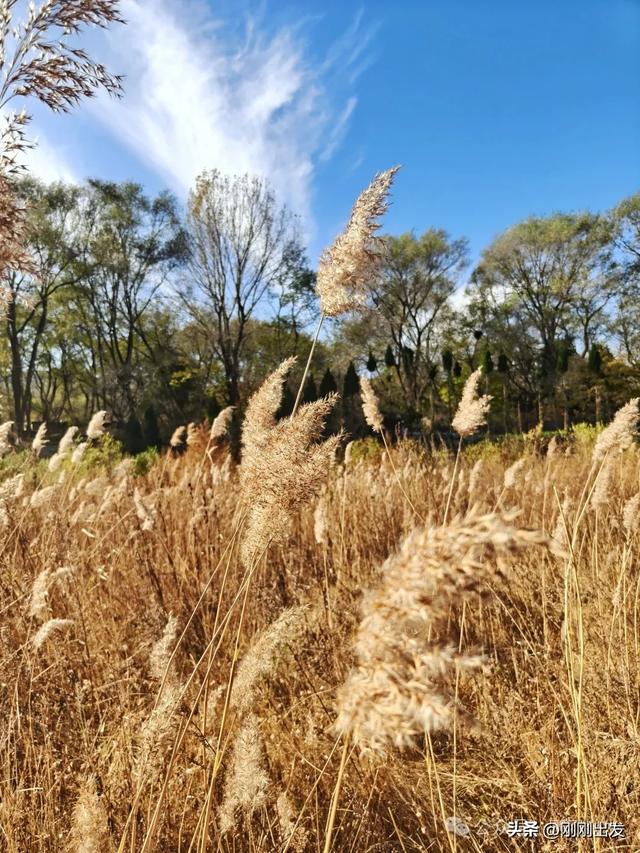 大连西山水库发现一大片芦苇,快来拍照呀