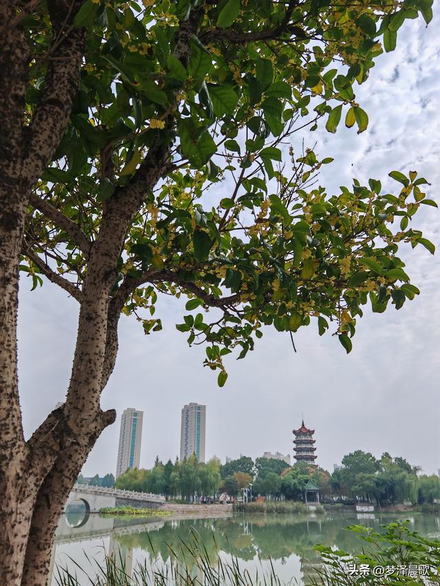 古城云梦：重阳桂花艳 千年古韵香