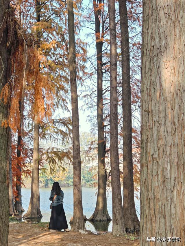 涢水湿地迷人红杉林 冬日画卷中的生态诗篇