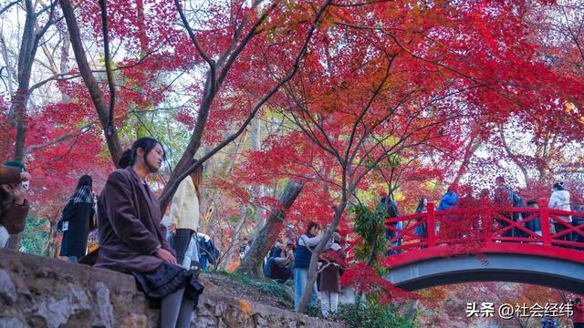 【每日一景】“枫”景这边独好 中山植物园红枫岗