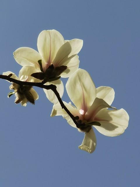 玉兰花的寓意，玉兰有几种颜色？玉兰的花朵最大嘛？