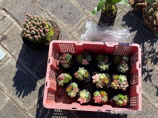 腾冲秘境：火山沉寂，绽放的地质与自然之美