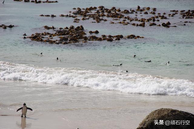 南部非洲：南非开普敦企鹅岛