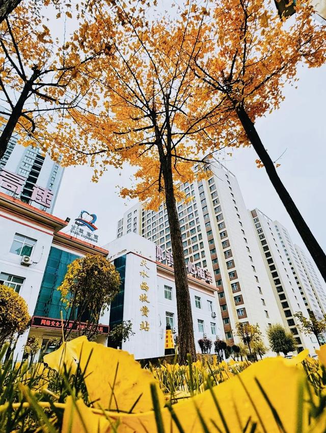 立冬 | 冬临秋未散，邂逅天水高速的鎏金画卷