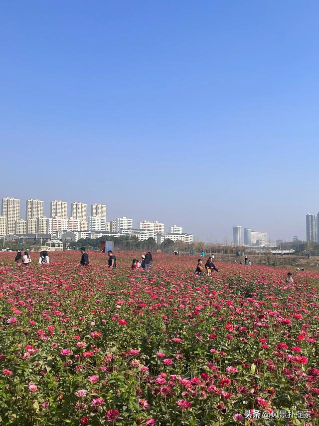 南昌马兰圩公园，七彩花海拍照太美了！
