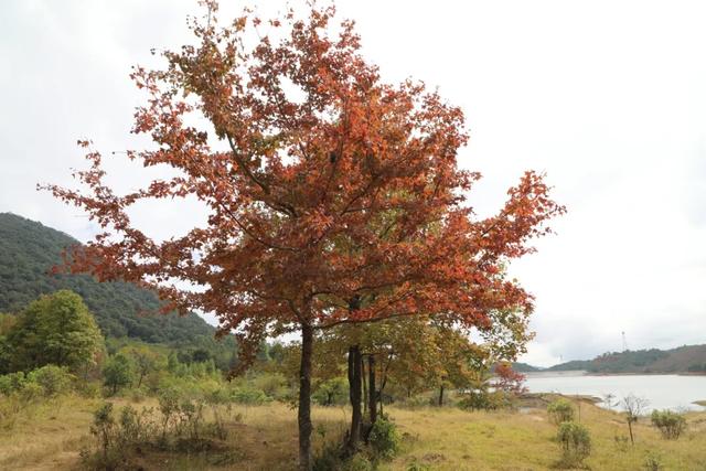 怀集的四季!带你回顾,带你深入