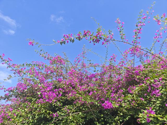 从学苑大道入大沙河绿过大学城后进深圳弯公园流花山景点【高清】