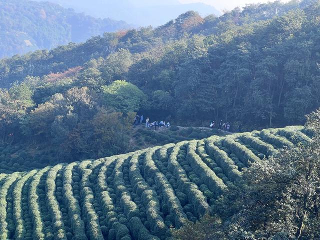 上天竺到云栖竹径，徒步9公里，感受一路秋意。