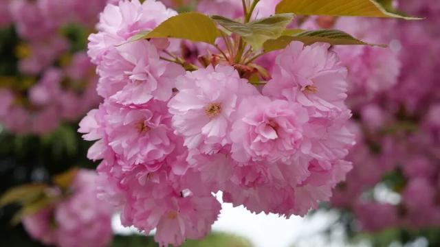 2026年徽县第八届金徽酒秦岭樱花节启幕