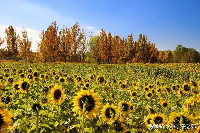 顺义六大宝藏公园周末赏秋