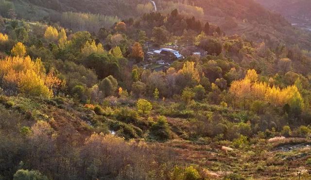 不到西坡，怎知秋色如许？