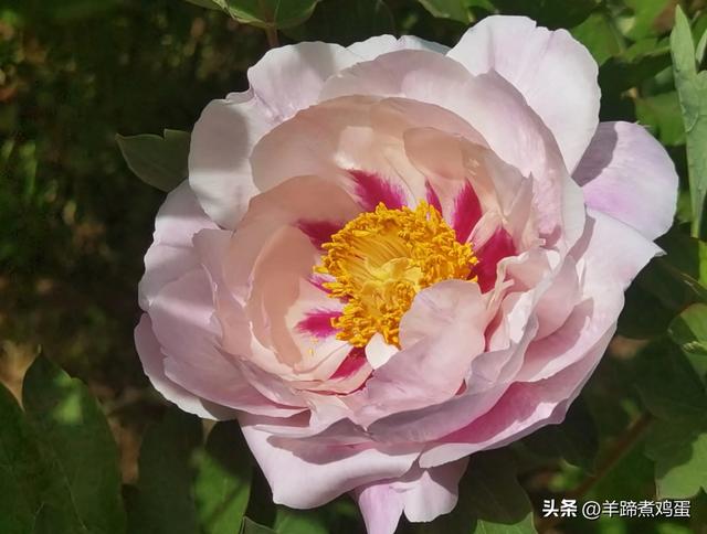 做几天洛阳人——游河南洛阳赏牡丹芬芳 总体概述（四）