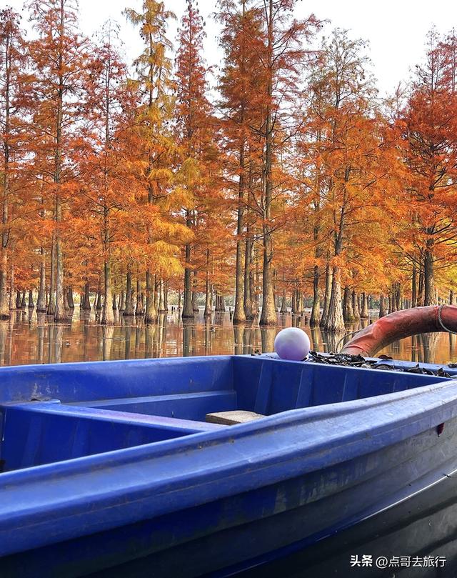 成都最美水杉红了，染红了湖面，不要门票，地铁公交直达！