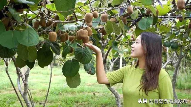 鲜 果 上 市 ！