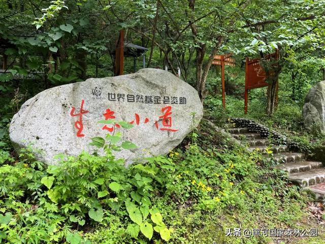 夏季避暑有“凉”方,黑河山水邀你共赴清凉盛宴!