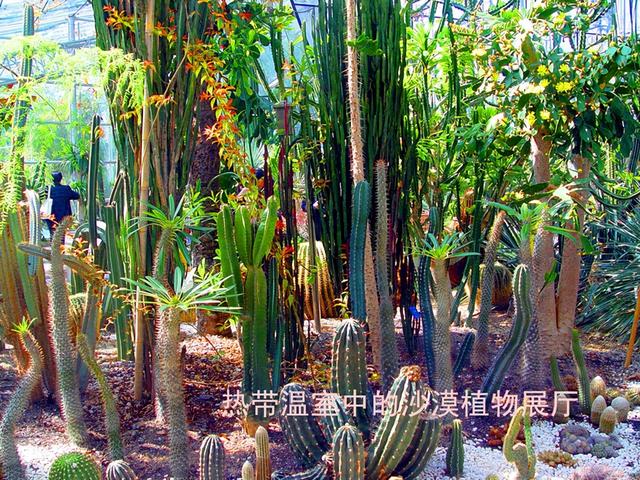 北京旅游：走进西山脚下的植物园（图）