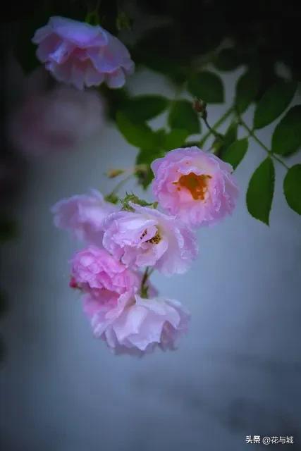 南昌蔷薇花爆火!满城花墙温柔缱绻,治愈整个暮春时光