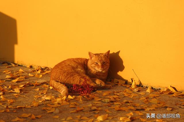 苏州石壁永慧寺，冬日金灿灿的世界，这里的古银杏和寺庙完美组合