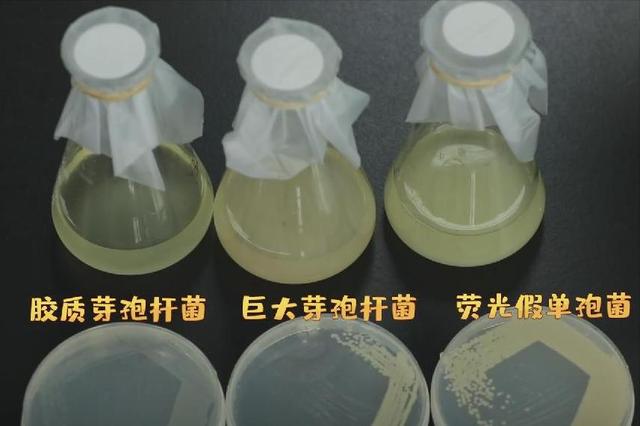 月球要建“广寒市”？先盖房再种菜后养猪，中文拟成官方语言