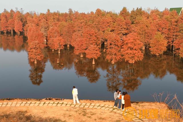 南昌水杉秘境，绝美！