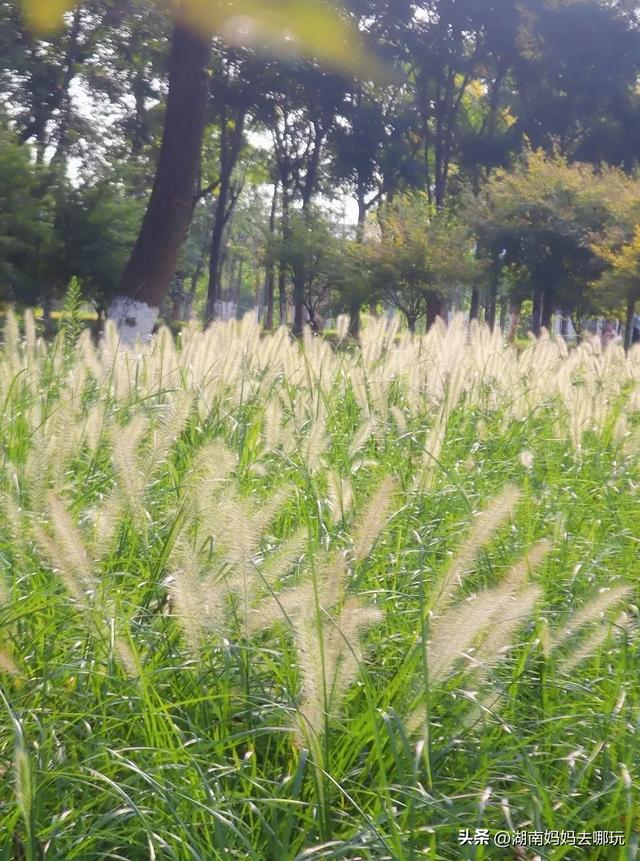 1小时直达!长沙藏了片“狗尾巴草秘境”,免费露营+玩水,人少景美,错过等一年!