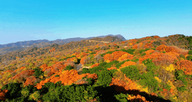 从博主镜头到人民日报！旺苍盐井峡红叶火了！