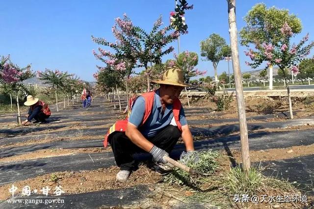 大美天水 | 甘谷：渭北长廊紫薇盛放 绘就浪漫生态画卷