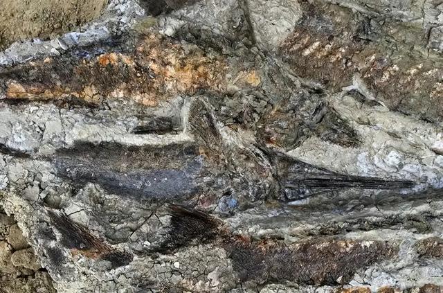 346万英镑拍走史前龙！窃蛋龙"斯派克"背后，科学家与富豪争夺战