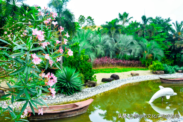 把夏天泡进花海里！前茅公园的浓烈+园博园的清新，快来享用双份“夏日特调”
