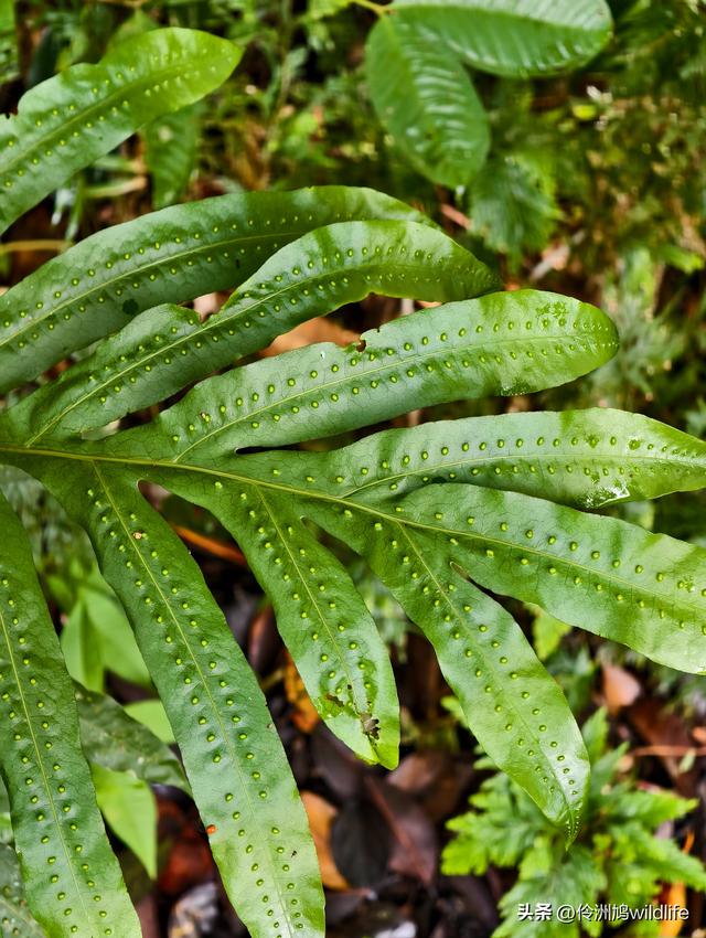 马来西亚(29)砂拉越州③姆鲁山清水洞·风洞