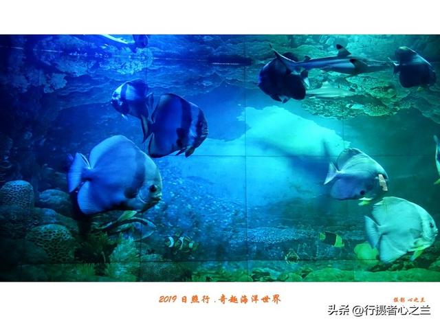 山东行游影记（90）—日照奇趣海洋世界（一）