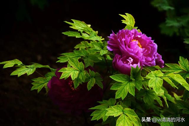 极美洛阳城牡丹迎春吐蕾绽放