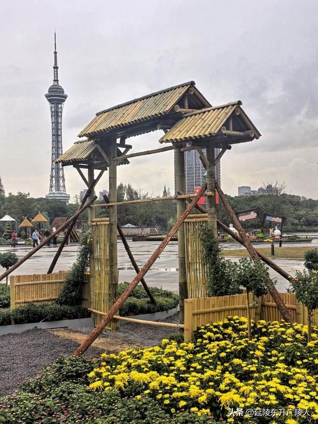 武进新天地公园菊花展 乡村田园风 今年又不同