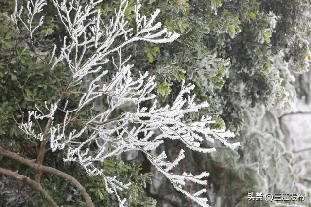 寒潮“炫技”成功！三江这地方浪漫值拉满