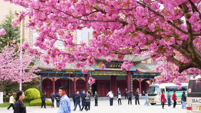 2026年徽县第八届金徽酒秦岭樱花节启幕