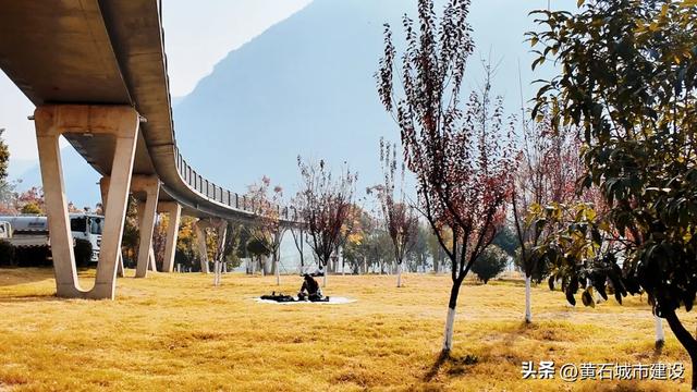 黄石新顶流打卡地!红杉林层林尽染 现实版“童话森林”