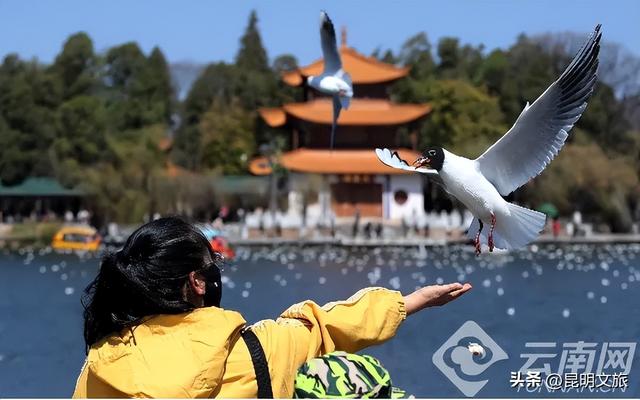 滇池度假区赏杏观鸥超级攻略！2025-2026跨年狂欢！40载人鸥情缘+百场活动承包暖冬